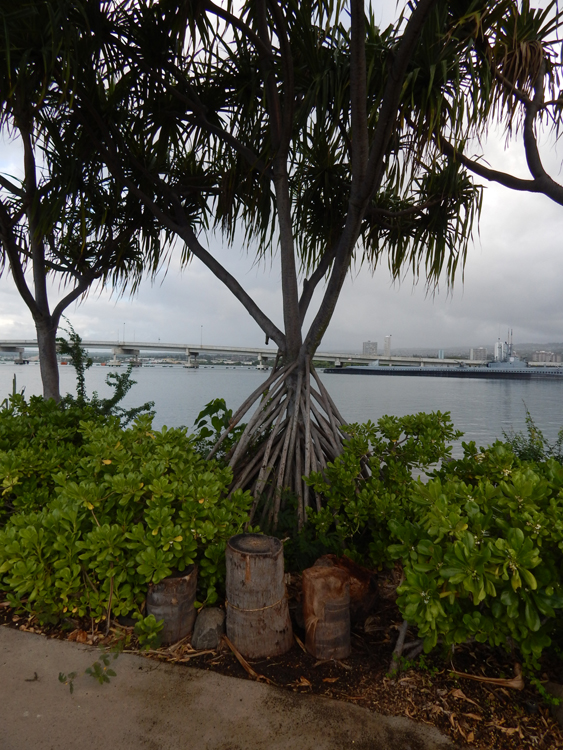 Honolulu - Pearl Harbor - tree