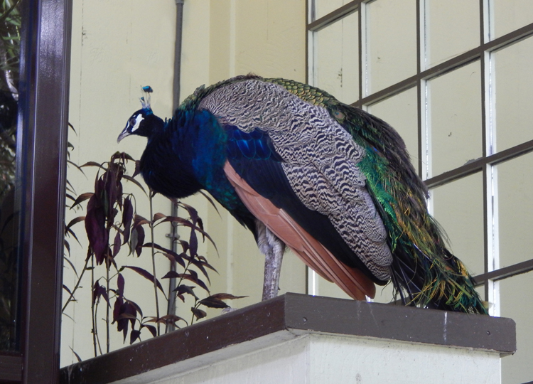 Oahu tour - peacock at Waimea's Proud Peacock Restaurant