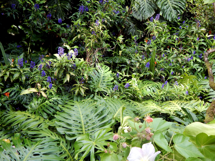 Waimea Botanical Garden