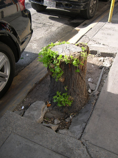 Chihuahua - sprouting tree stump
