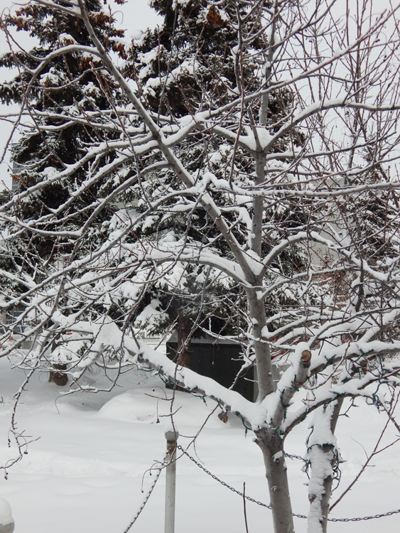 snow-covered tree, Fairbanks, Alaska