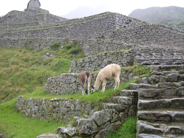Machu Picchu - Llamas/Alpacas (view #1) 