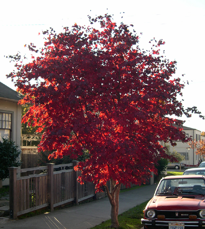 Berkeley, California fall colors