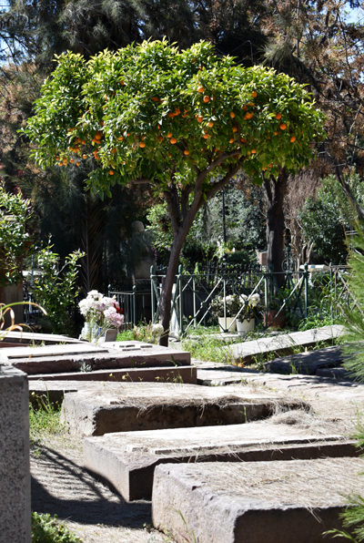 Santiago - Cementerio General - orange tree in Patio Historico