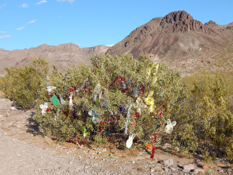 bushes with Christmas-type decorations, Oatman Road, Old Route 66, Arizona