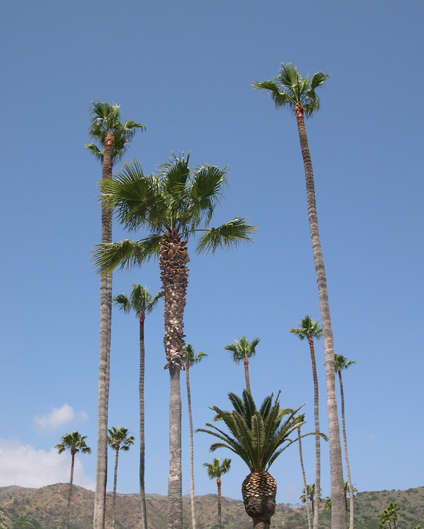 Avalon, Catalina Island - trees along street