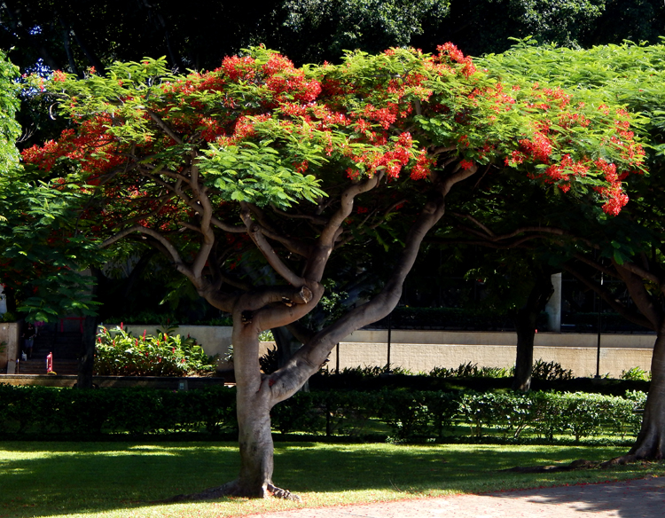 Honolulu - tree with red flowers