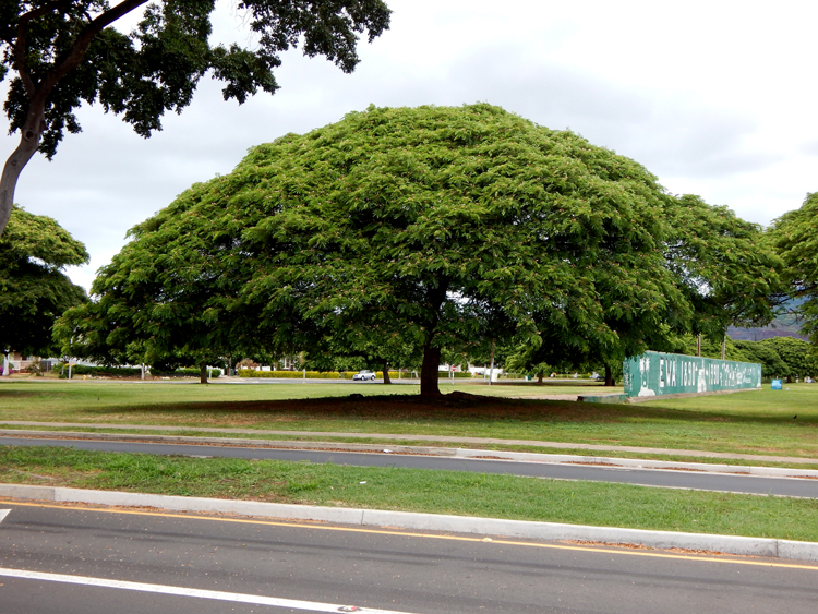 Honolulu - umbrella tree