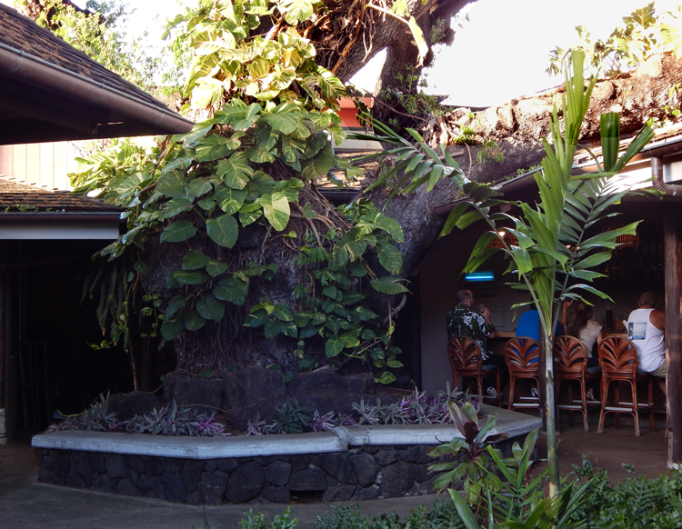 Honolulu - Willows Restaurant - tree in patio