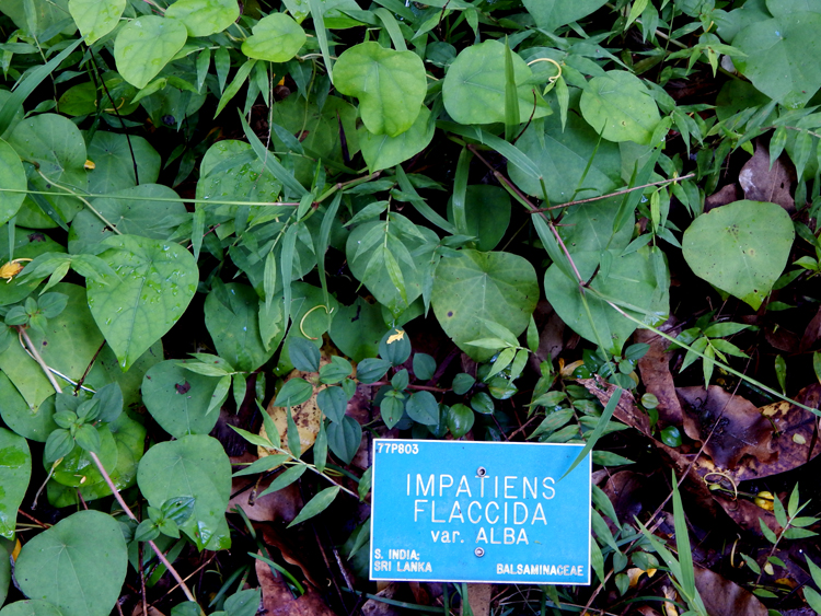 Waimea Botanical Garden - Impatiens Flaccida sign