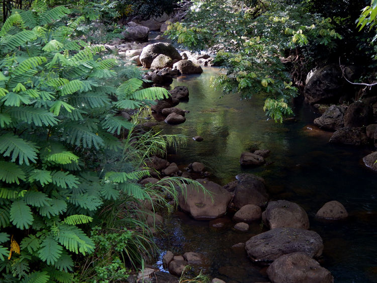 Waimea Botanical Garden - river