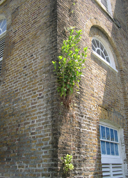 Belize City, St John Cathedral, plants growing in wall