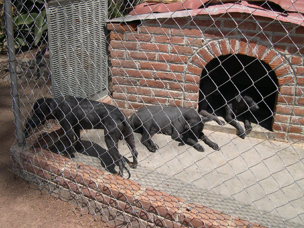 Mexico D.F., perros aztecos