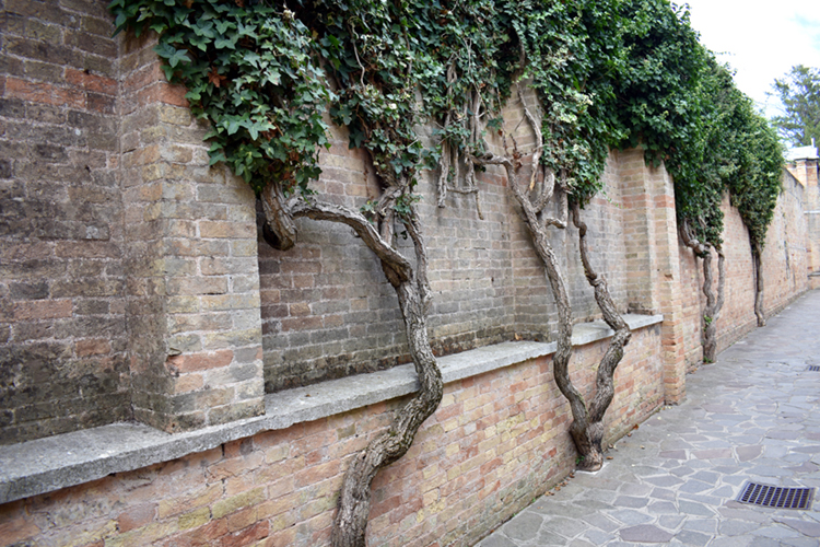 Venezia Cimitero San Michele - shrubs on brick wall