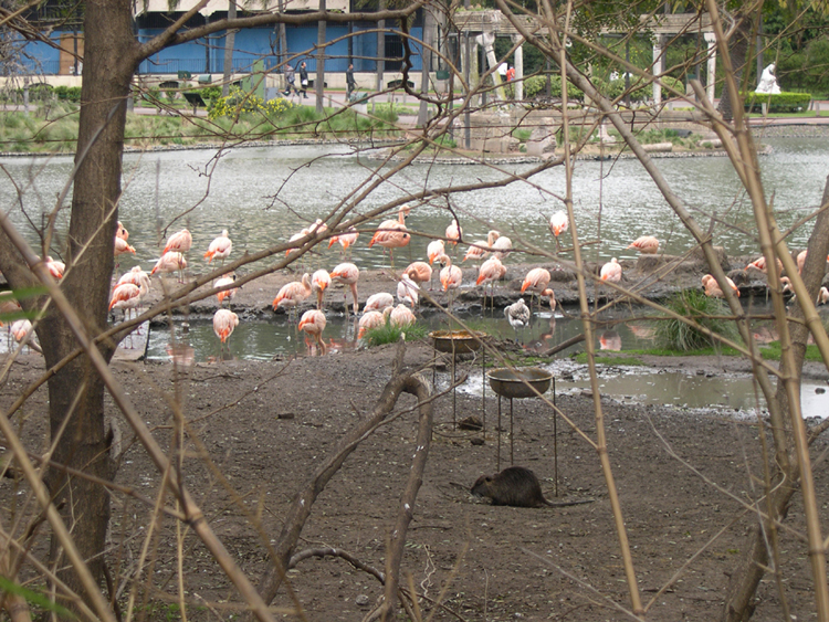Buenos Aires - Zoo