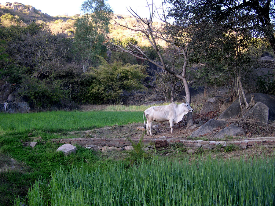 white cow in field, Dilwara (Mt Abu), Rajasthan