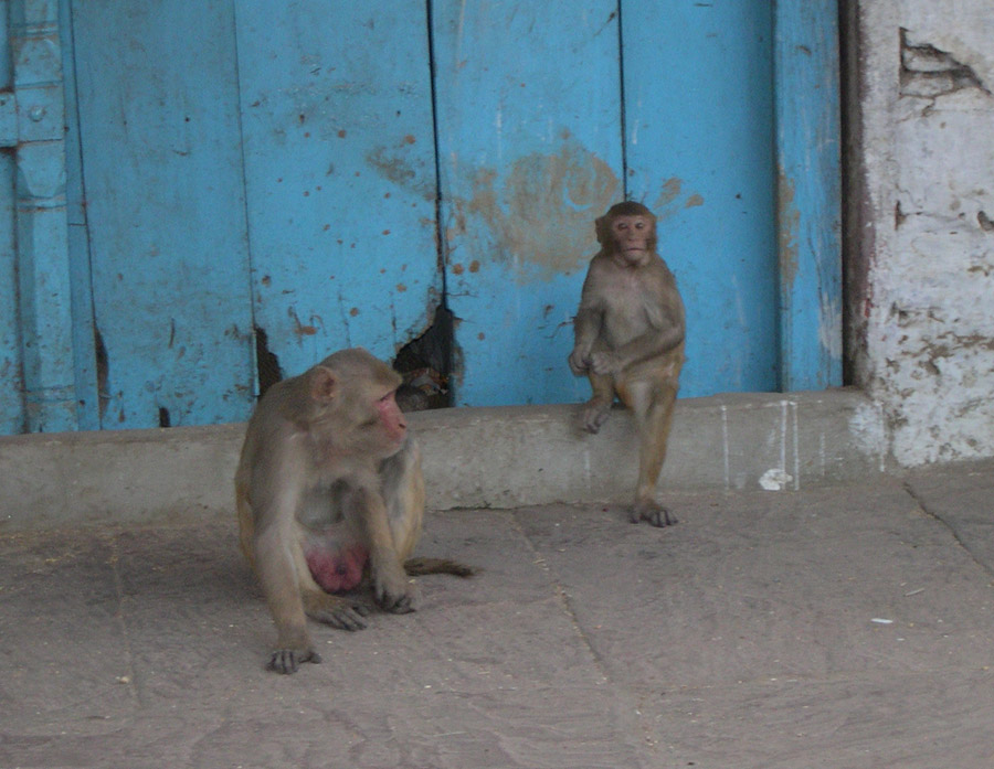 monkeys, Agra