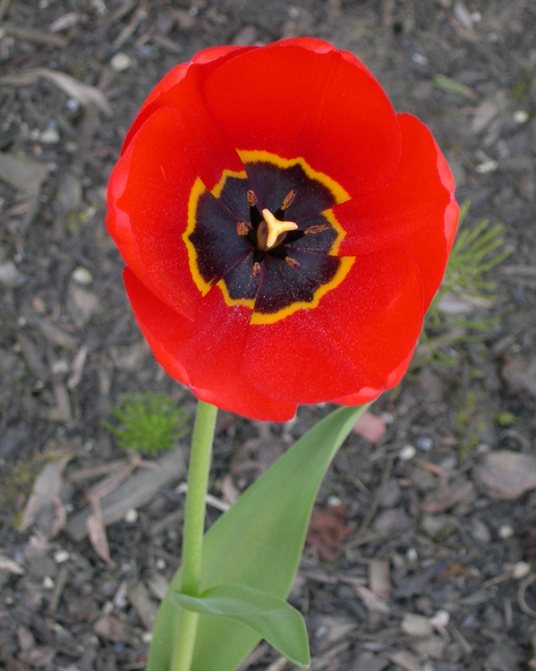 Ketchikan - flower