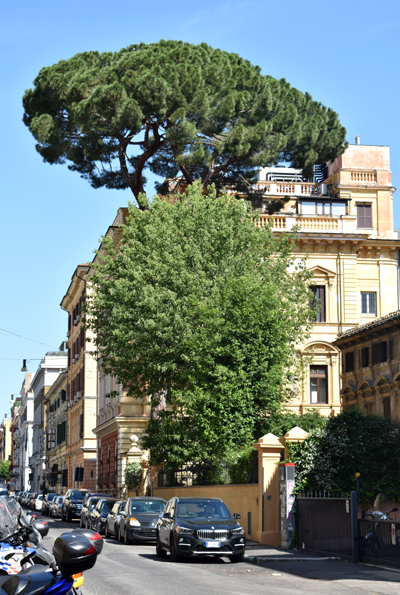Roma - large trees on street near Stazione Termini