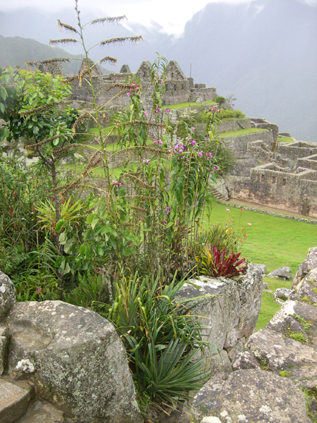 Machu Picchu flora