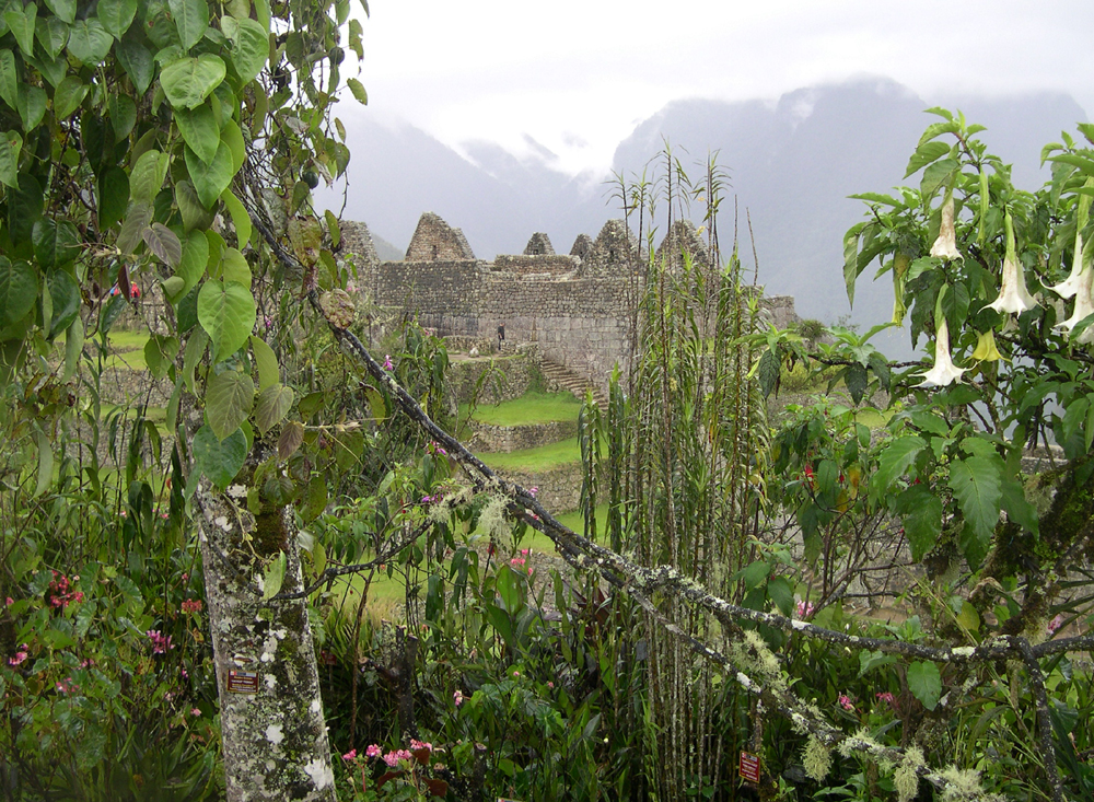 Machu Picchu flora