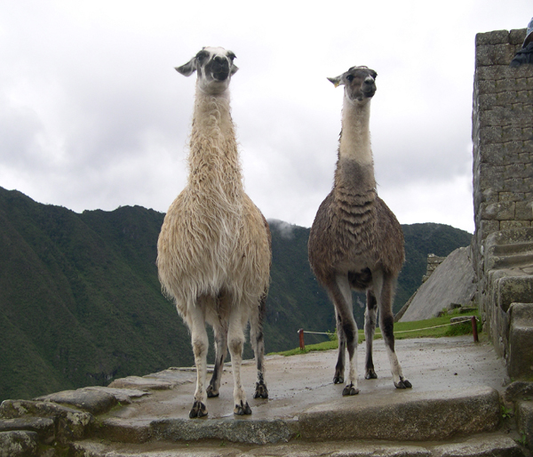 Machu Picchu - Llamas/Alpacas (view #2)