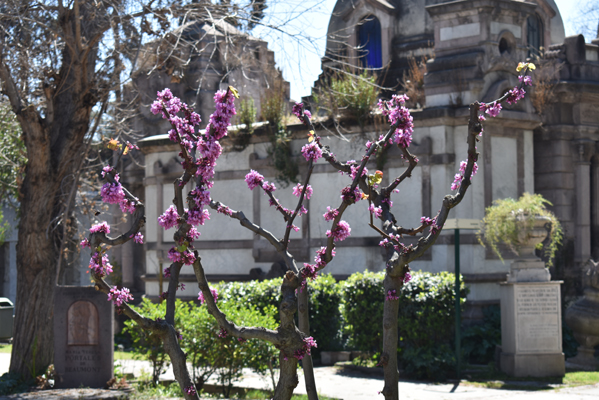 Santiago - Cementerio General - tree budding in Spring